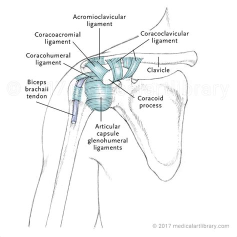 Shoulder Ligament Anatomy Diagram Shoulder Anatomy The Rotator Cuff