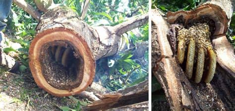 Tener una abeja dentro de casa puede ser una fuente de preocupación, especialmente para los niños y las personas con alergias. Reflexiones Sobre Apicultura: Sacando una Colonia ...