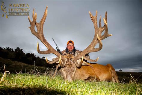 933 220 tykkäystä · 583 puhuu tästä. New Zealand Red Stag Hunts | All Options | Kaweka Hunting