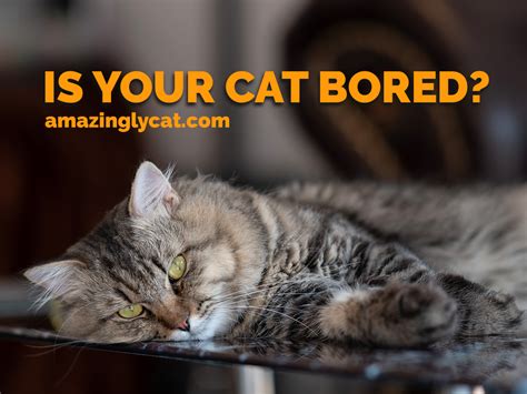 Symptoms Of Boredom In Cats And The Solutions