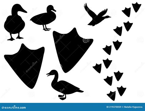 Duck And Duck Footprints In The Set Stock Vector Illustration Of