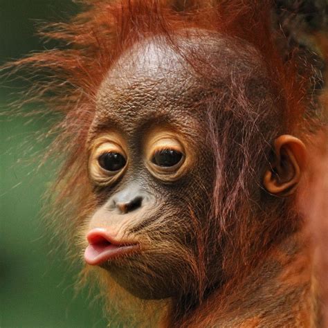Kisses Are Forever Orang Utan By Toonman Blchin Nature Photography