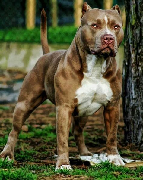 Big Dogs I Love Dogs Cute Dogs Funny Dogs Giant Dogs Pitbull