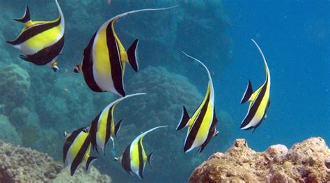 The great barrier reef is the largest structure on earth made by living organisms. Whitsundays Great Barrier Reef Adventure - Snorkel Trips
