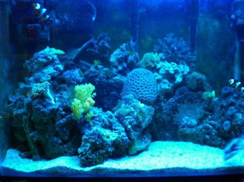 Photo 3 20 Gallon Reef Tank At Night With Duel Actninic