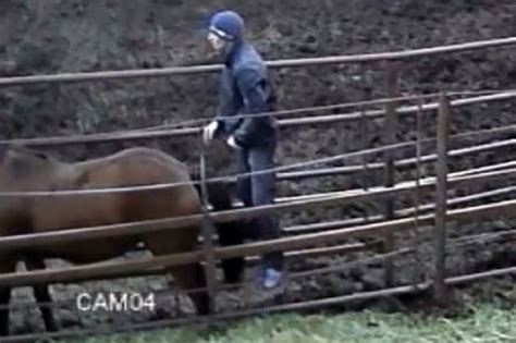 Man Dumped By Girlfriend After Cctv Shows Him Having Sex With Horse