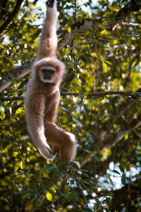 Brown And Black Monkey Hanging From A Tree · Free Stock Photo