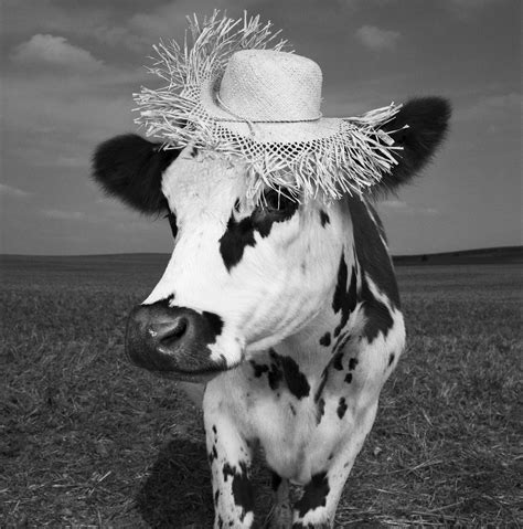 oh la vache meet hermione the very stylish cow huffpost entertainment