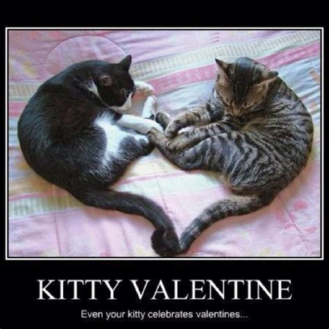 Happy Valentines Day Cats And Kittens Cats Crazy Cats