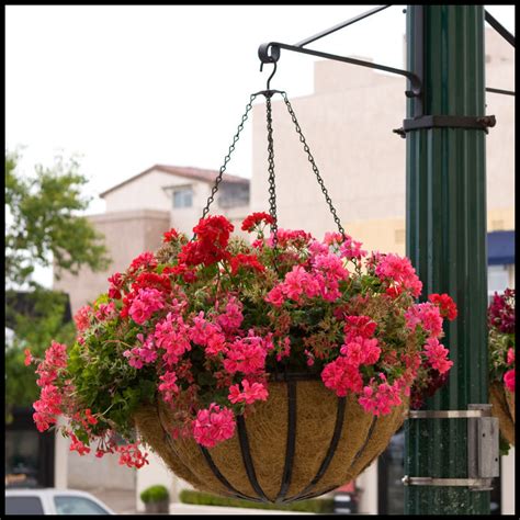 Trim off excess plastic around the edge of the liner using kitchen shears. 22" English Garden Flat Steel Hanging Basket with Coco ...