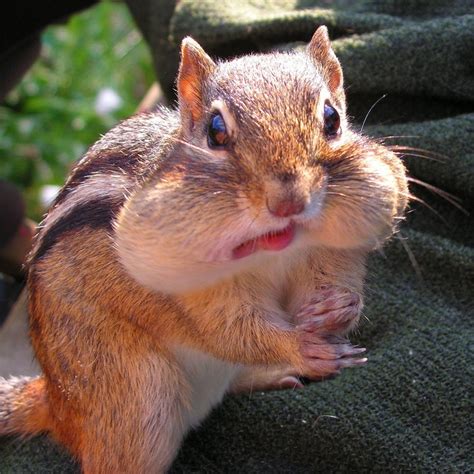 1000 Images About Chipmunks So Darn Cute On Pinterest