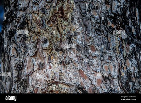 Pine Tree Bark Stock Photo Alamy