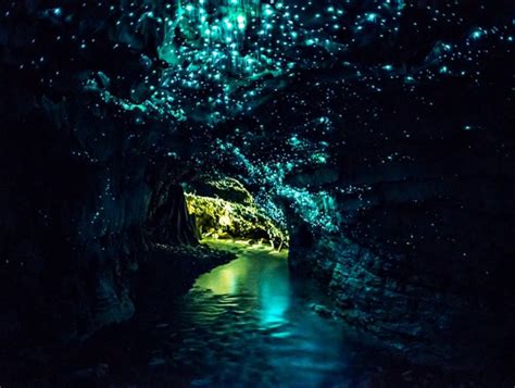 Waitomo Glowworm Caves Virily