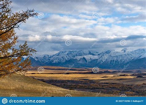 Lonely Larch Trees On The Background Of Snow Capped Mountains Stock