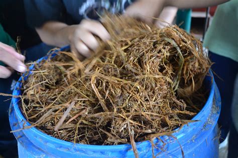 Fermentasi dilakukan menggunakan air dan mikroorganisme pada ceri kopi. Jejak Penyuluh: Cara Membuat Silase Jerami