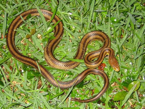 Florida Snake Photograph Yellow Rat Snake