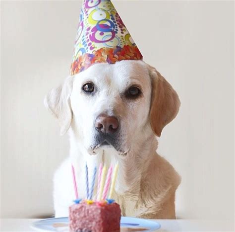 Happy Bday To Me Happy Birthday Dog Happy Birthday Labrador