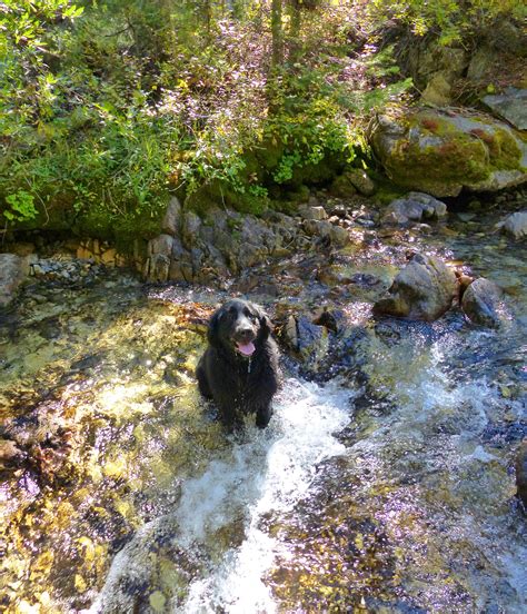 Check spelling or type a new query. 10 Great Dog-Friendly Hiking Trails in Sun Valley - Visit ...