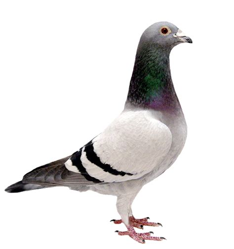 Pigeon Png Background Image Png Mart