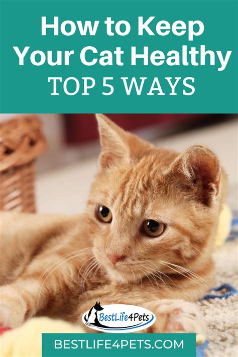 5 Tips For Keeping Your Cat Healthy In 2020 Cat Parenting Cat Health