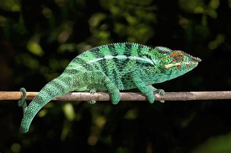 Panther Chameleon Info Pictures Characteristics And Facts Pet Keen