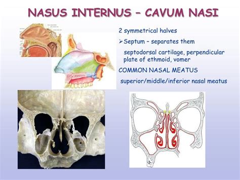 Ppt Nasal Cavity Paranasal Sinuses Powerpoint Presentation Id3044685