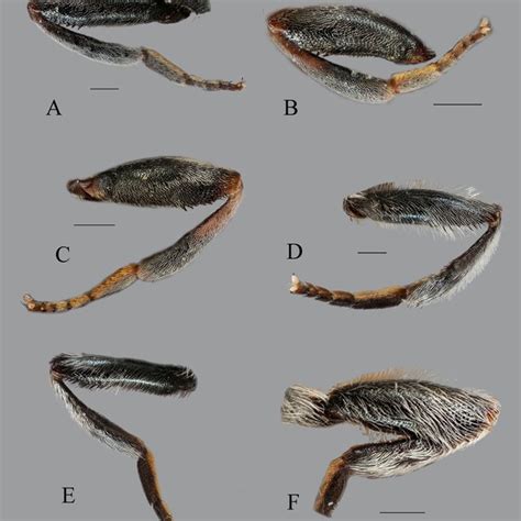 Adult Habitus ♂ Dorsal View A Eumerus Atricolorus Gilasian And Van