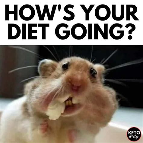 How S The Diet Going Meme Dietprov