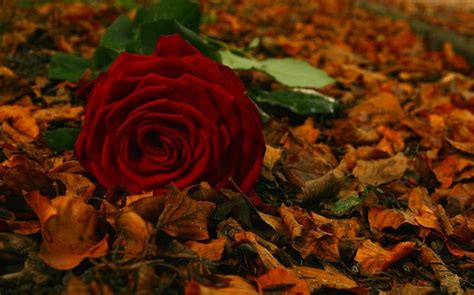 Autumn Love Red Autumn Rose Bonito Foliage Hd Wallpaper Peakpx