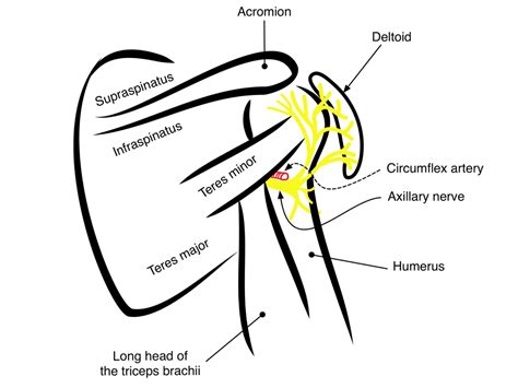 Axillary Nerve Deltoid Highland Em Ultrasound Fueled Pain Management