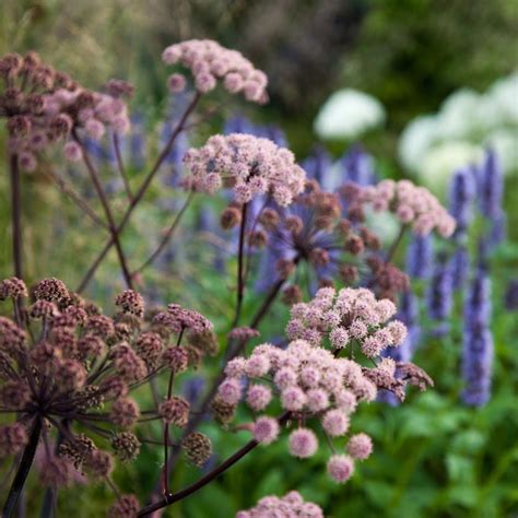 Buy Agastache And Angelica Plant Combination Agastache And Angelica Plant