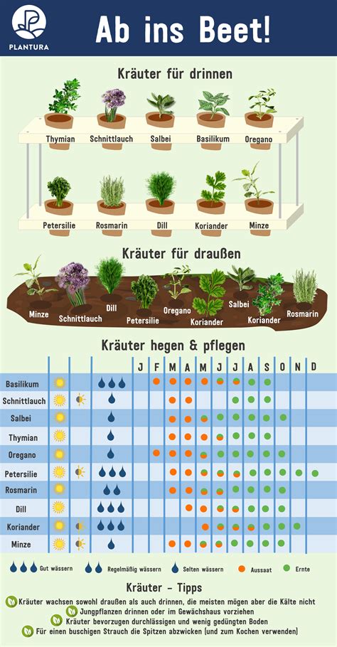 kräuter vermehren aussaat stecklinge and teilung planting herbs home vegetable garden