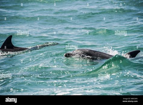 Indo Pacific Bottlenose Dolphin Tursiops Aduncus Stock Photo Alamy