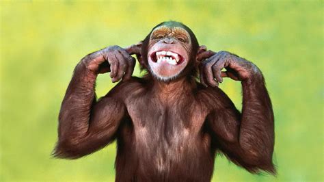 Funny Monkey Wallpapers 51 Background Pictures