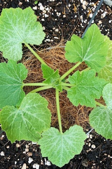 If zucchini is your favorite summer squash, then you know just how tasty it can be and the flavor that it adds to recipes. The Beginner's Guide To Planting & Growing Zucchini In ...