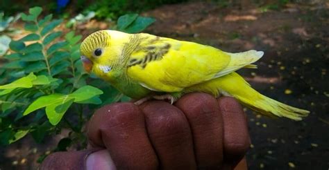 Budgerigar Vs Parakeet What Are The Differences A Z Animals