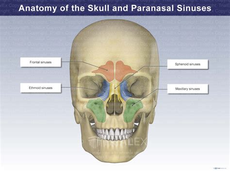 Sinuses In Skull