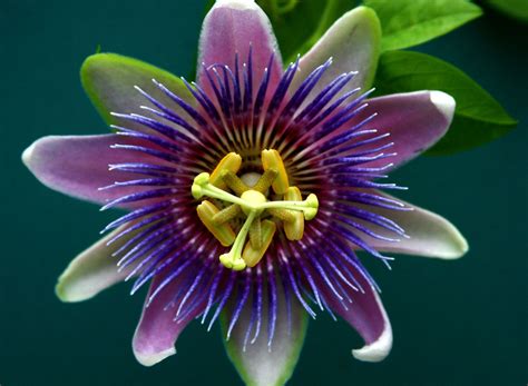 Passion Flower - The Calming Herb
