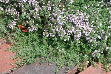 Creeping Thyme A Beautiful Groundcover To Replace Your Lawn • Insteading