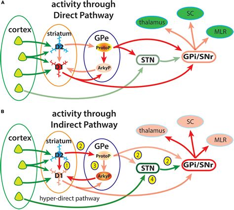Frontiers Segregation Of D1 And D2 Dopamine Receptors In The Striatal Direct And Indirect