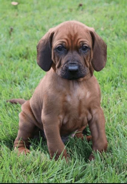 Redbone Coonhound Puppies For Sale Stanton Ia 314054
