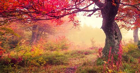 Autumn Forest Leaves 4k Ultra Hd Wallpaper High Quality