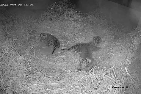 Three Rare Sumatran Tiger Cubs Born At London Zoo