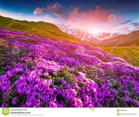 Magic Pink Rhododendron Flowers In The Mountains Summer Sunrise Stock