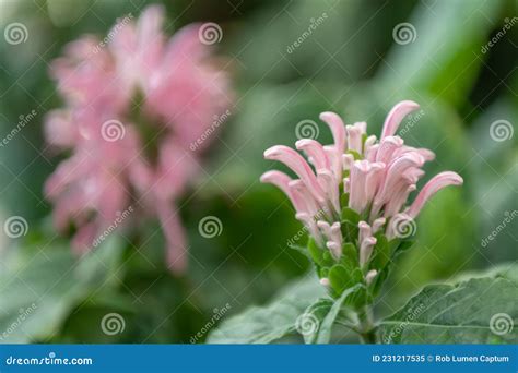 Brazilian Plume Flower Justicia Carnea Pinkish Budding Flower Stock