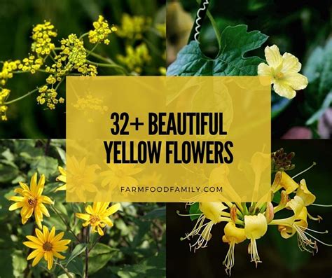 32 Beautiful Yellow Flowers With Names And Pictures Varieties Meaning