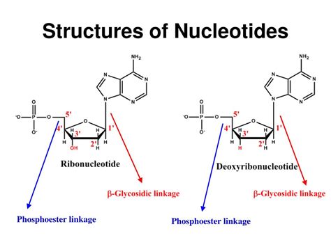 Ppt Pathway Engineered Enzymatic De Novo Purine Nucleotide Synthesis