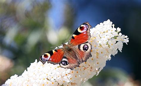 Insgesamt sind bereits knapp 160.000 schmetterlingsarten katalogisiert und beschrieben. Schmetterlinge im Garten: Brennnesseln, Sommerflieder und ...
