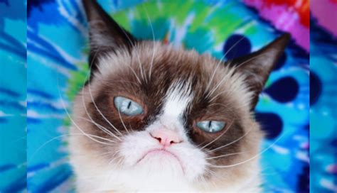 Recordamos A Grumpy Cat Con Sus Mejores Memes Diario El Mundo