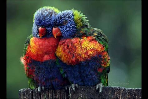 A Beautiful Pair Of Love Birds Cute Animal Photos Animals Beautiful
